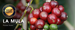 The Best of Panama | Finca La Mula Geisha