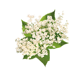 
                  
                    Teisseire Herbs & Flowers Elderflower Syrup 700ml
                  
                