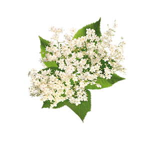 
                  
                    Teisseire Herbs & Flowers Elderflower Syrup 700ml
                  
                
